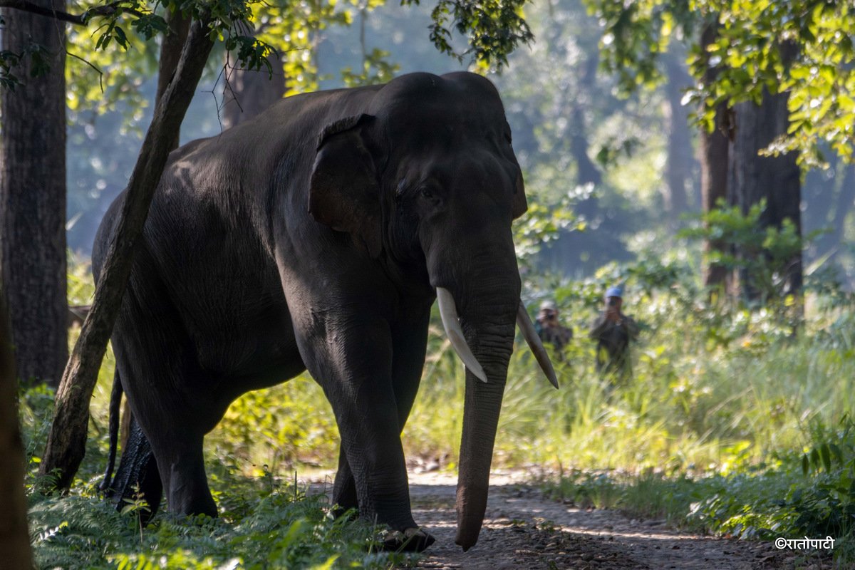 झापा र मोरङमा मानव–हात्ती द्वन्द्वको जोखिम बढ्यो