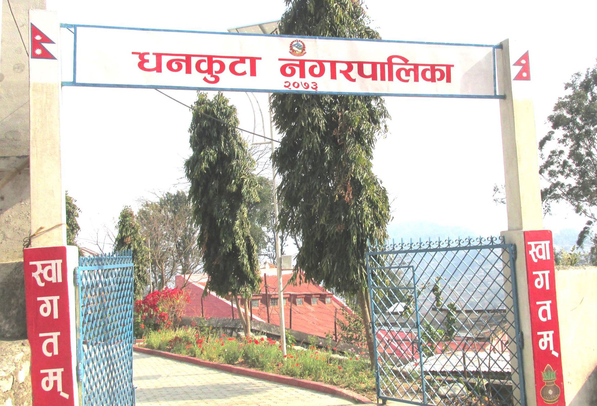 सडक किनारमा नगरपालिकाको बेसार खेती